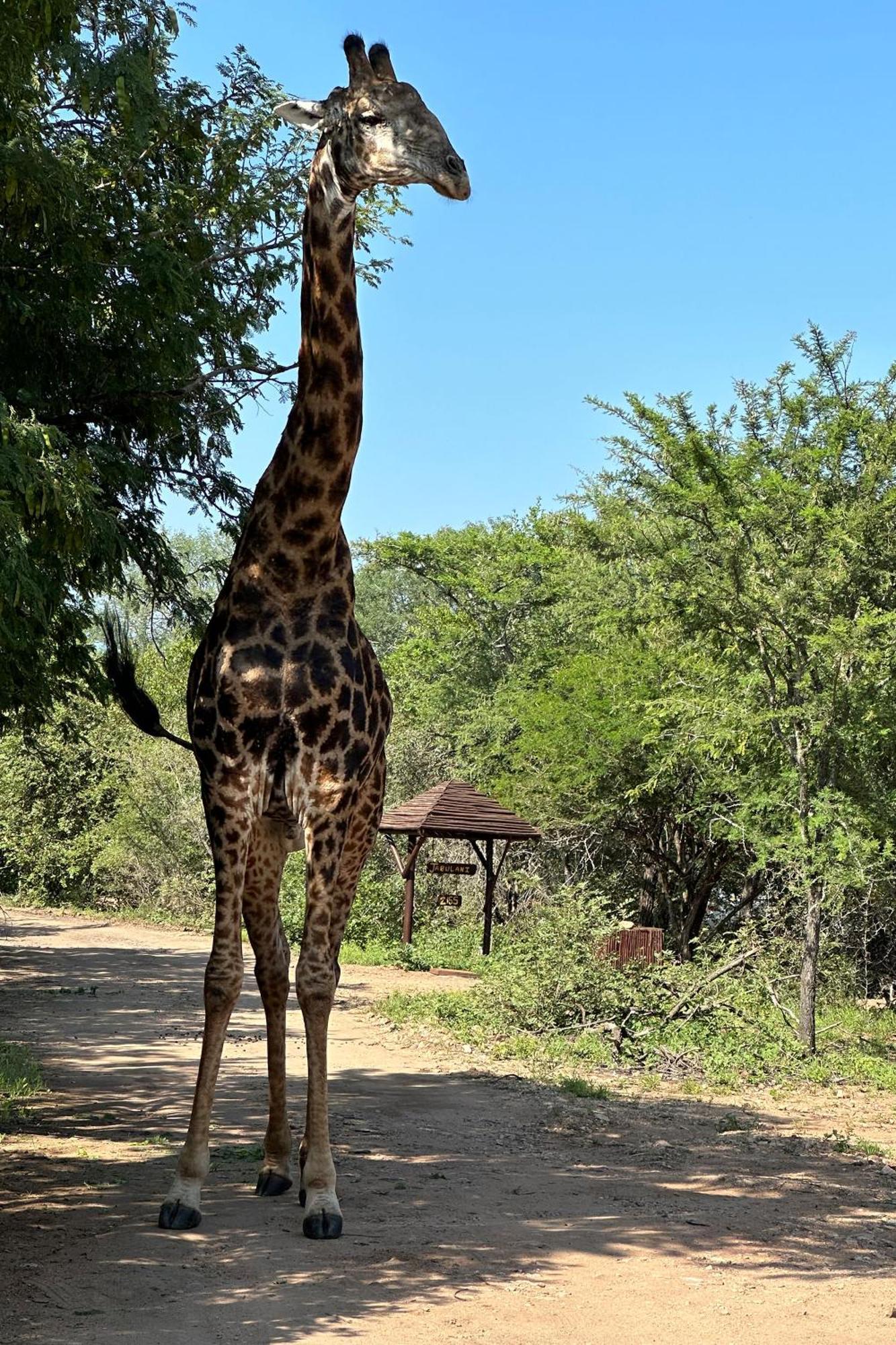 Holiday home Jabulani Bushhouse - Marlothpark *